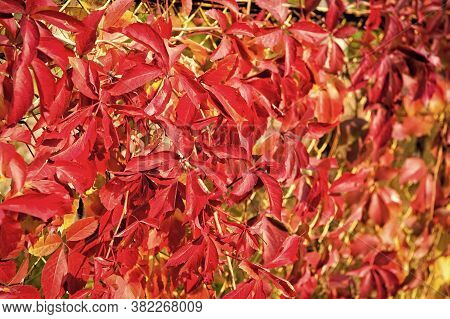 Autumn Branches. Autumn Red Leaves. Natural Pattern Made By Nature. Colorful Season. Beautiful Autum