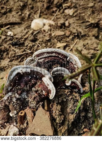 Ganoderma Applanatum Is A Bracket Fungus With A Cosmopolitan Distribution. This Fungus Grows As A My
