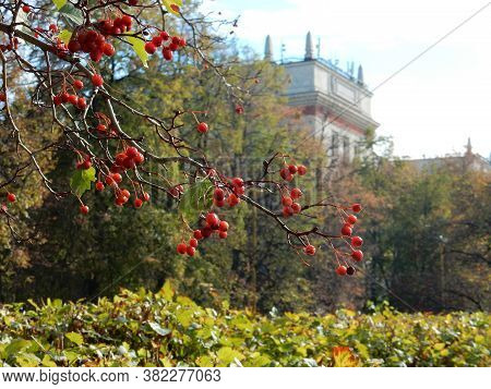 Autumn Hawthorn Branch With Red Berries And Yellow Green Leaves On A Blury Background
