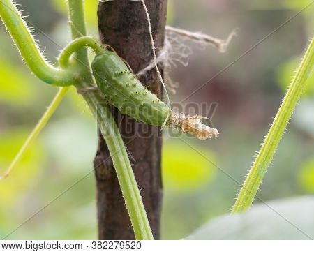 Cucumbers In The Garden, In The Process Of Growing. Benefits Of Cucumbers
