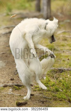 Female Of Swiss White Shepheard Playing In Summer Forest