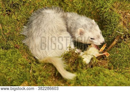 Silver Ferret Posing As A Hunting Predator In Forest Moss Decorated With Prey Skulls