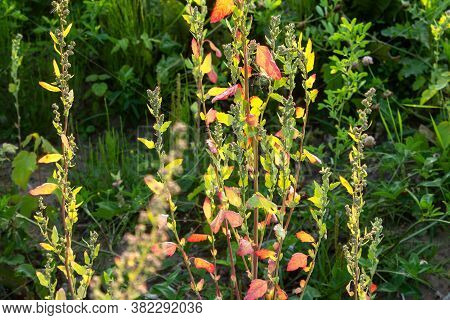 Bright Summer Mood, Beautiful Bouquet, Orach August