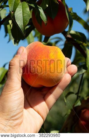 Harvesting Peaches. Female Hand Touching Fresh Ripe Peach On Branch Of Peach Tree In Orchard.