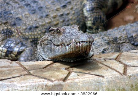 Coccodrillo