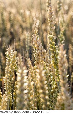 Mature Yellowed Cereals On Agricultural Land, Farming For Yield And Profit, Money In Agriculture For