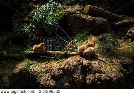 A Group Of Groundhogs (punxsutawney Phil) In A Sunny Light.