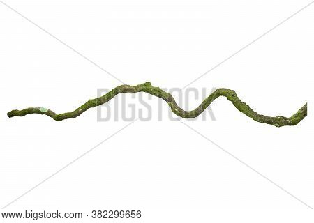 A Big Tree Root Overgrown With Green Moss, Isolated On White Background With Clipping Path Included.