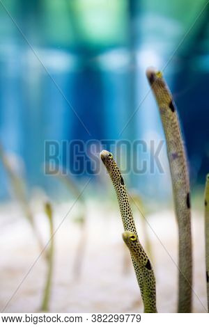 Close Up Portrait Image Of Spotted Garden Eels In The Aquarium Tank.