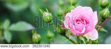 Soft Pink Rose Bonica With Buds In The Garden. Perfect For Background Of Greeting Cards For Birthday