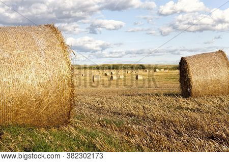Haystacks With Straw After Harvesting Grain Rye, Summer Landscape In Warm Weather, Straw From Rye Is