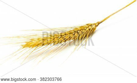 Rye Ear. Whole, Barley, Harvest Wheat Sprouts. Wheat Grain Ear Or Rye Spike Plant Isolated On White 