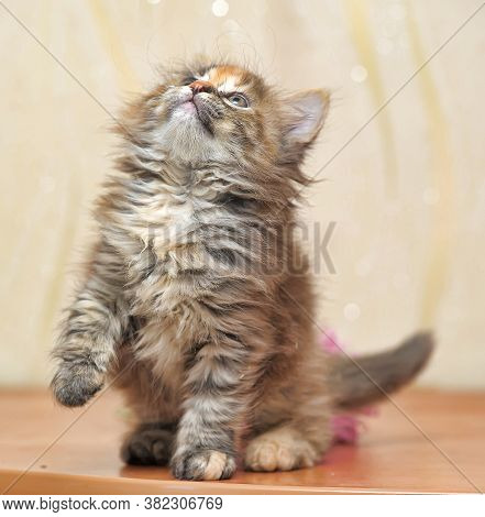Beautiful Fluffy Tri-color Kitten In A Cattery