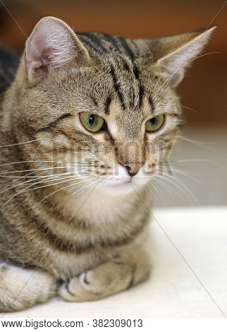 Beautiful European Shorthair Cat Portrait Close Up
