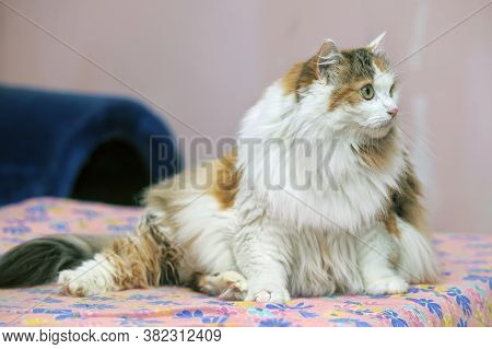Beautiful Fluffy Fat Tricolor Cat  Closre Up