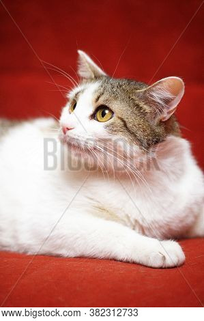 White With Brown White With Brown European Shorthair Cat On A Red Backgroundeuropean Shorthair Cat O