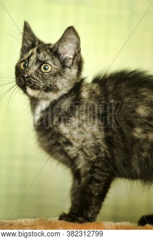 Tortie Kitten On A Green Background Close Up