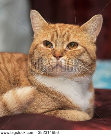 Plump Red Cat On Sofa  Closre Up