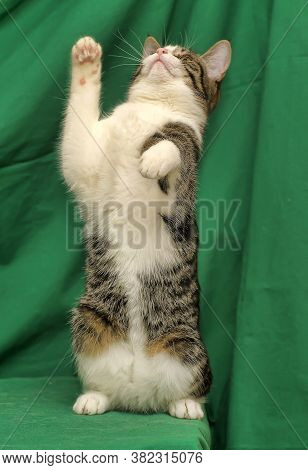 Gray With White Tabby Cat On A Green Background