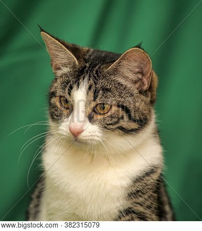 Gray With White Tabby Cat On A Green Background