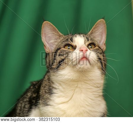 Gray With White Tabby Cat On A Green Background