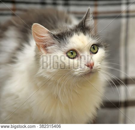 White And Gray Fluffy Cat  Closre Up