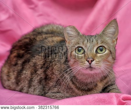 Striped Cat With A Clipped Ear
