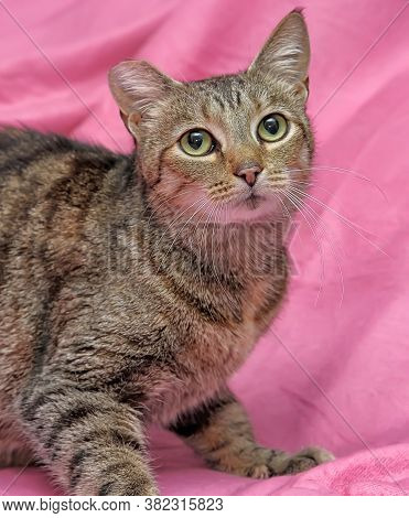 Striped Cat With A Clipped Ear