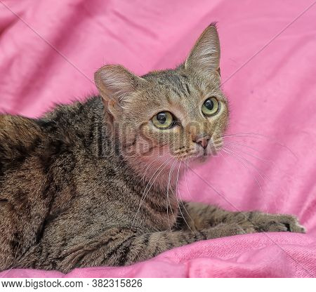 Striped Cat With A Clipped Ear