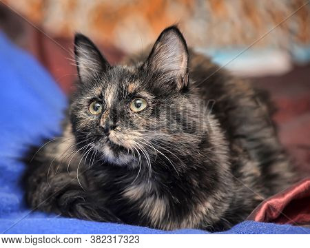 Young Tortoiseshell. Cat