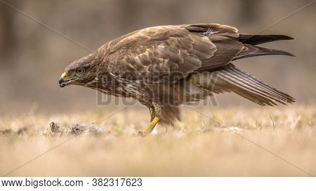European Common Buzzard (buteo Buteo) Eating Fresh Caught Prey In Kiskunsagi National Park, Pusztasz