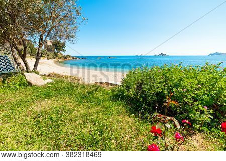 Green Grass And Flowers By The Sea In Santa Maria Navarrese Beach. Sardinia, Italy