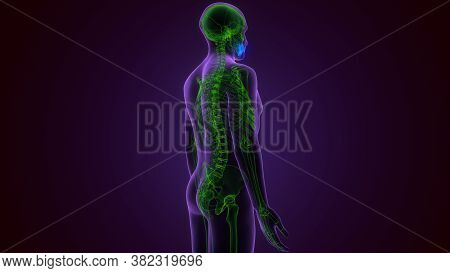 3d Render Of Human Skeleton Maxilla Bone Anatomy