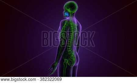 Human Skeleton Skull Maxilla Bone Anatomy For Medical Concept 3d Illustration