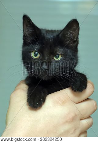 Black Cute Young Cat In Hands  Close Up