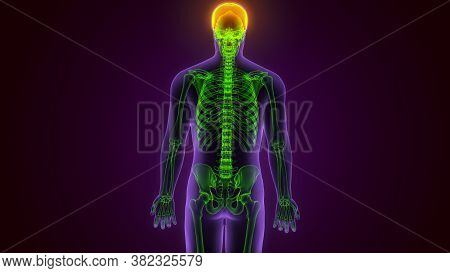Human Skeleton Skull Frontal Bone Anatomy For Medical Concept 3d Illustration