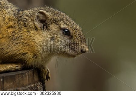 A Close Shot Of An Adult Tree Squirrel 's Face While Half Asleep, Greater Kruger National Park.