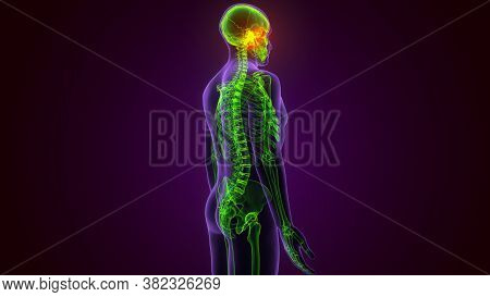 Human Skeleton Skull Spheroid Bone Anatomy For Medical Concept 3d Illustration