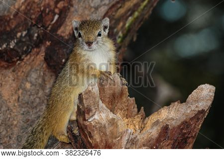 A Baby African Tree Squirrel Posing High Up In A Tree In The Greater Kruger National Park.