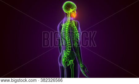Human Skeleton Skull Maxilla Bone Anatomy For Medical Concept 3d Illustration