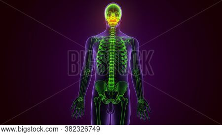Human Skeleton Skull Maxilla Bone Anatomy For Medical Concept 3d Illustration