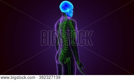 Human Skeleton Skull Frontal Bone Anatomy For Medical Concept 3d Illustration