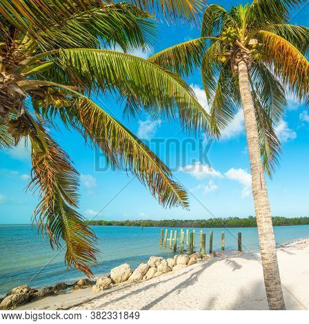 Palm Trees And White Sand In Florida