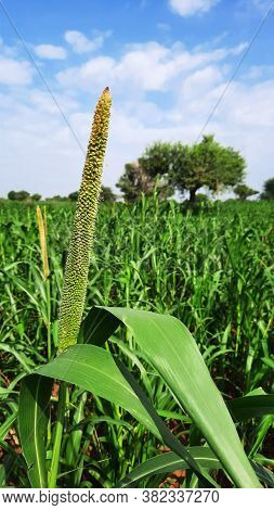 Pearl Millet Or Bajra Sitta In Farm Land In India Vertical Photo