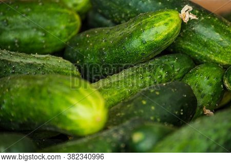 Macro Photo Food Vegetable Cucumber. A Lot Of Juicy Green Cucumbers With Pimples. Texture Background