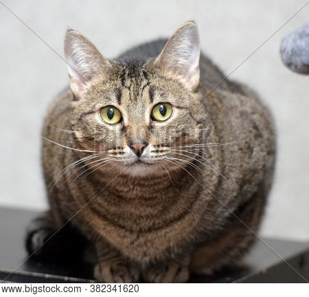 Sad Tabby Cat In The Shelter - Portrait
