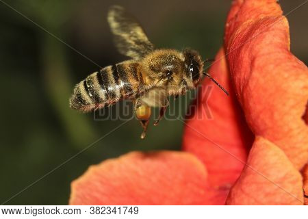 Bee In Flight Apis Melifera On The Flower
