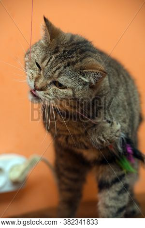 Beautiful Scottishstraight Cat With Yellow Eyes Close Up