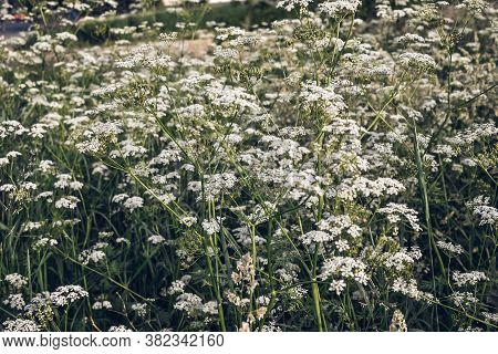 A Field Of Small White Flowers. Umbrella Inflorescence.