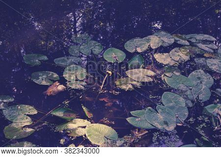 Blooming Bud, Young Plant. Yellow Lotus Flower Or Water Lily. Leaves And Lotus Bud In A Pond. Lotus 